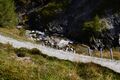 Hintere riedingbach-0217-2021-09-14.jpg