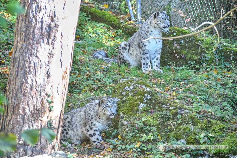 Datei:2025 10 29 Zoo Salzburg Schneeleoparden.jpg