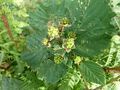 Brombeeren vor der Reife.jpg