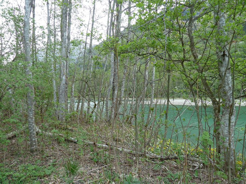 Datei:Grau-Erlen am Klammsee.jpg