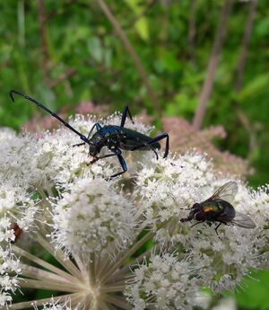 Moschusbock Heutal Unken 1 (22).jpg