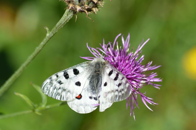 Datei:Apollofalter, Buchweißbachtal 3.jpg