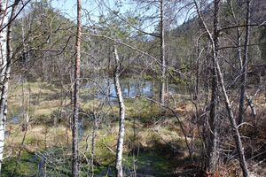 Mandlinger moor 69760 2018-04-18.jpg
