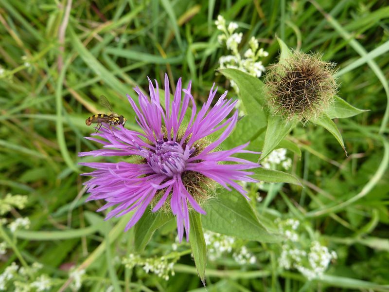 Datei:Perückenflockenblume 3.jpg