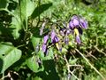 Blüten des Bittersüßnachtschatten.jpg