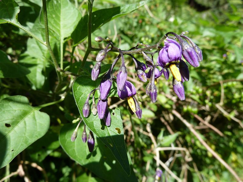 Datei:Blüten des Bittersüßnachtschatten.jpg