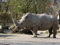 Breitmaulnashornkuh Kifaru im Zoo Salzburg.jpg