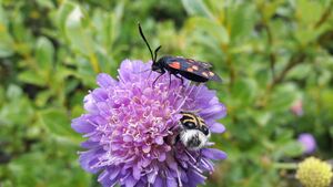 Gemeines Blutströpfchen 20210802 4.jpg