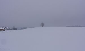 Gschirrnlinde in der Winterlandschaft.JPG