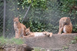 Luchsgehege 2, Zoo Salzburg.jpg