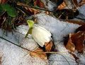 Schneerose 2011 Falkenstein.jpg