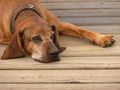 Walcher-Grundalm, Hausherr Bayrischer Gebirgsschweißhund.jpg