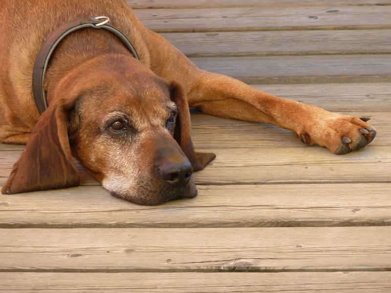 Datei:Walcher-Grundalm, Hausherr Bayrischer Gebirgsschweißhund.jpg