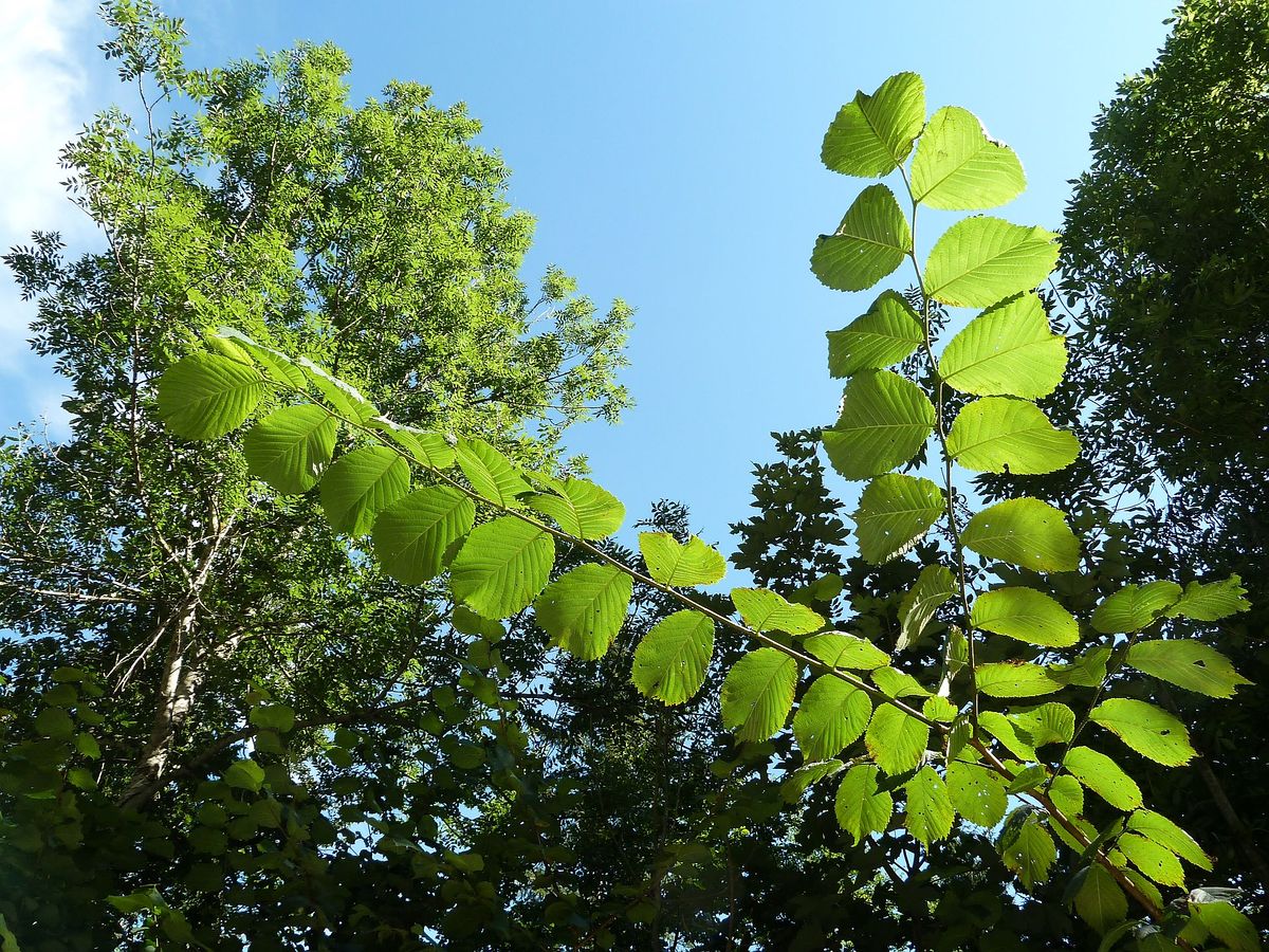 Haselnuss – SALZBURGWIKI Haselnuss – SALZBURGWIKI