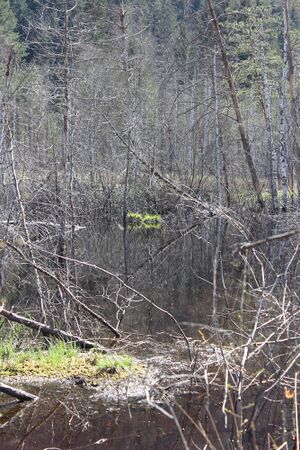 Mandlinger moor 69825 2018-04-18.jpg