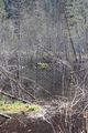 Mandlinger moor 69825 2018-04-18.jpg