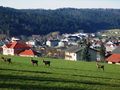Blick vom Krenwald auf Schneegattern.JPG