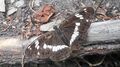 Kleiner Eisvogel Böndlsee 20240805 1 (5).jpg