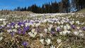 Krokusse 07.jpg
