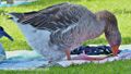 Pommerngans Strandbad Wallersee Neumarkt 5.jpg