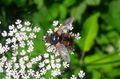 Igelfliege ( Tachina fera ) Jägersee Kleinarl 20250622 1 (3).jpg