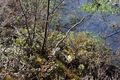Mandlinger moor 69714 2018-04-18.jpg