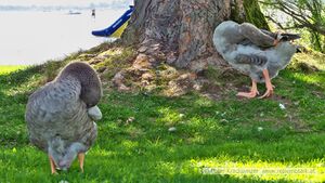 Pommerngänse Strandbad Neumarkt 4.jpg