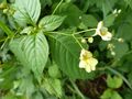 Kleinwüchsiges Springkraut 2.jpg