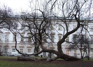 Kurpark, Ulme, Schloss Mirabell.JPG