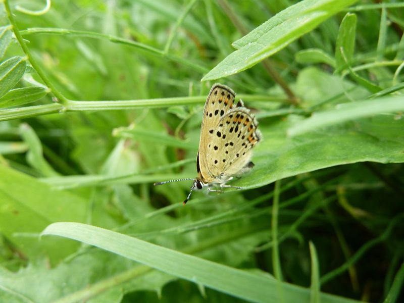 Datei:Himmelblauer Bläuling, Weibchen, Flügelunterseite.jpg