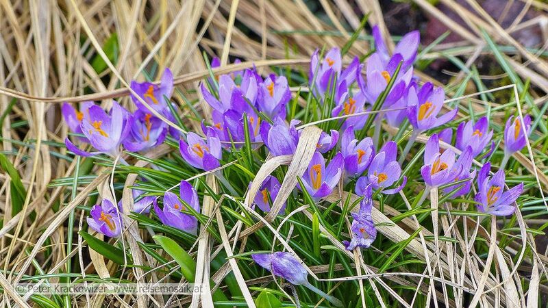 Datei:Krokusse.jpg