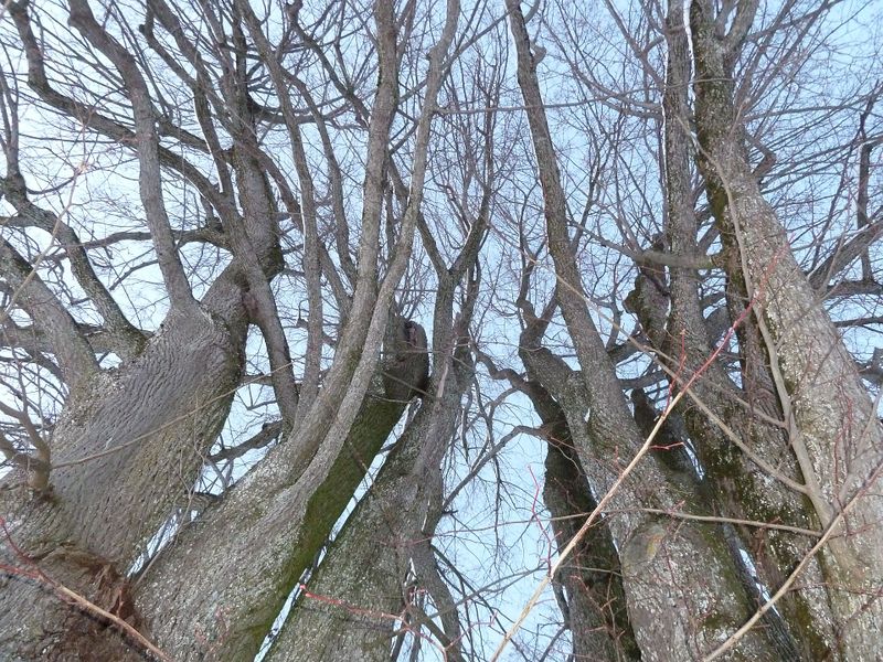 Datei:Lindenkronen in Kirchfenning.jpg