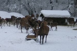 Der Anführer, Hirschfütterung in Hintersee 075.jpg