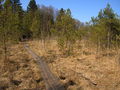 Holzöster, Moorgelände 014.jpg