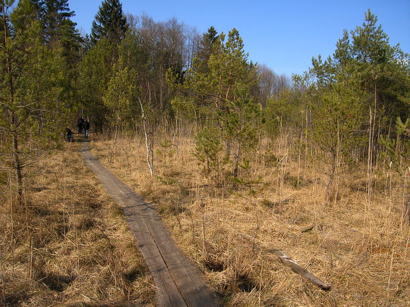 Datei:Holzöster, Moorgelände 014.jpg