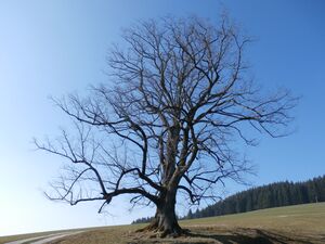 Naturwunder Hörandllinde.JPG