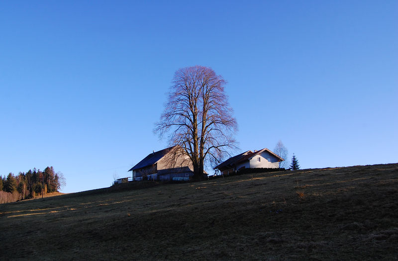 Datei:Blickfang Baum.jpg