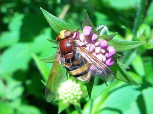 Hornissenschwebfliege Jägersee 20250718 1 (11).jpg