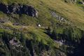 Pölleralm -gralatisee 33911 2016-08-25.jpg