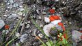 Schildborstling 20211016 3.jpg