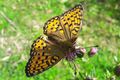 Lepidoptera Weißpriachtal 1 (5).jpg
