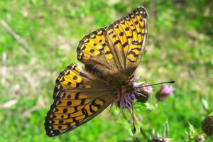 Lepidoptera Weißpriachtal 1 (5).jpg