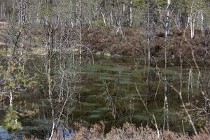 Mandlinger moor 69757 2018-04-18.jpg