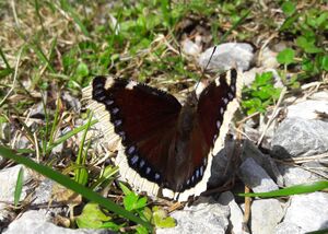 Trauermantel (Nymphalis antiopa) Saalfelden 20240330 2.jpg