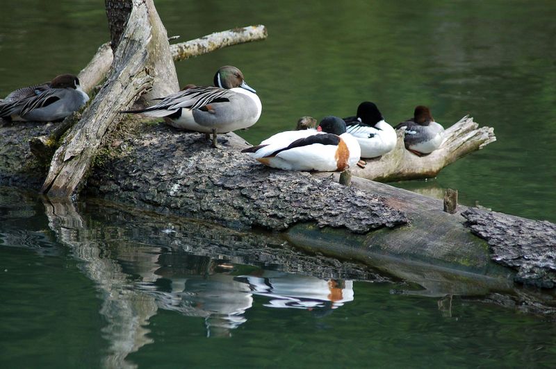 Datei:Wildpark Ferleiten.jpg