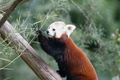 Zoo Salzburg 02.jpg