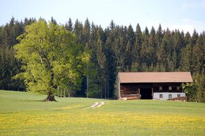 Der alte Hörandlhof mit der Linde.jpg
