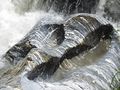 Klammkalk i.d. Kitzlochklamm 2.JPG