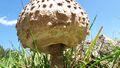Parasol Lungau Mariapfarr 1 (6).jpg