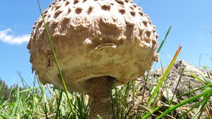 Parasol Lungau Mariapfarr 1 (6).jpg
